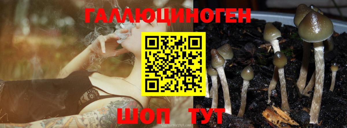 Псилоцибиновые грибы Cubensis  Вход с VPN  Псилоцибиновые грибы Psilocybe  Северобайкальск 